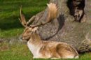 Fallow Deer ( Dama dama)